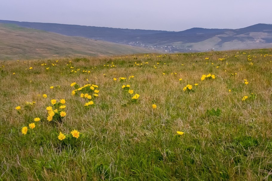 Донской край цветущие Луга