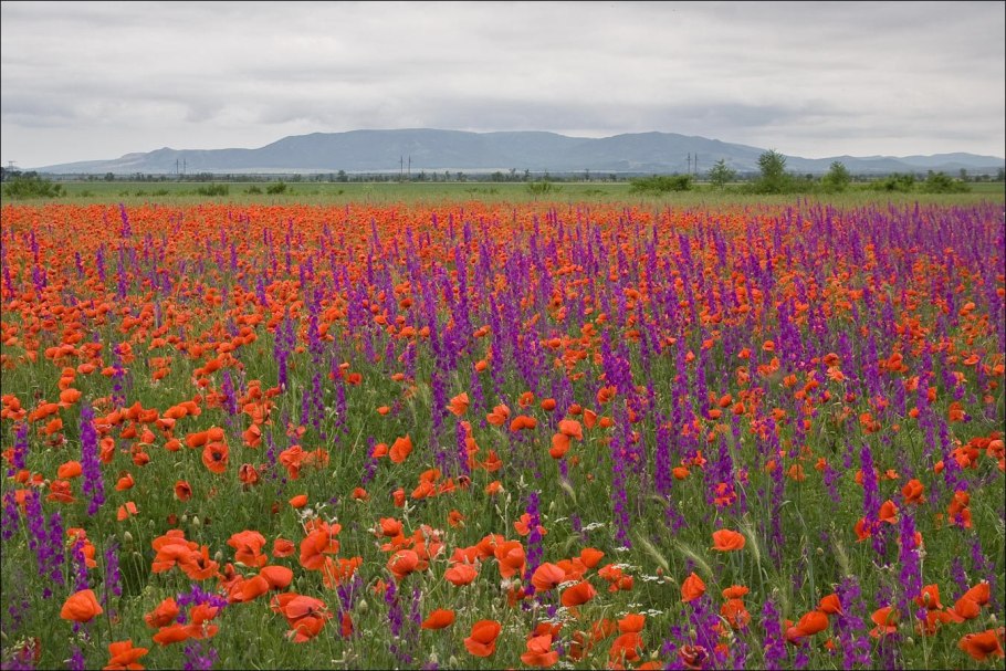 Донская степь разнотравье