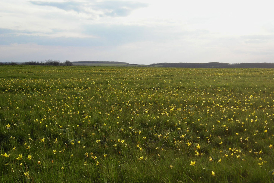 Гдз по окружающему миру 4 класс рабочая тетрадь красная книга России