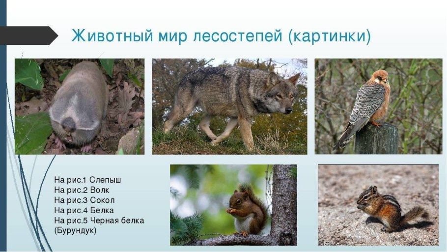 Животные степей и лесостепей России