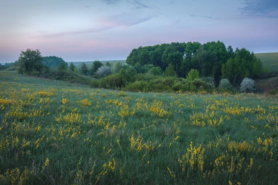 Луговые степи