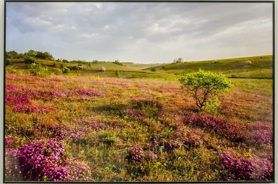Степи пустыни и полупустыни