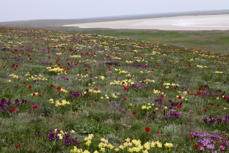 Казацкий участок Центрально-Черноземного заповедника