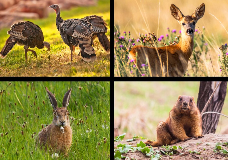 Степной Оренбург заповедник Оренбургский