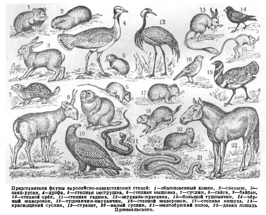 Степная зона Саратовской области