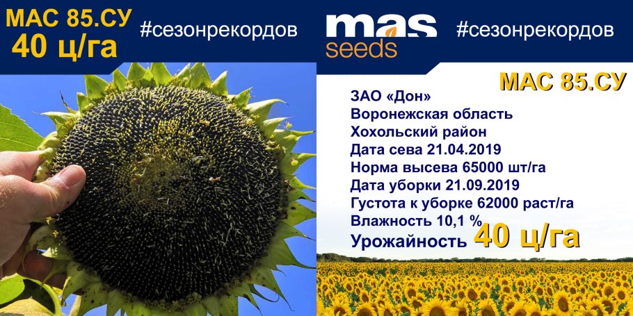 Nuseed подсолнечник