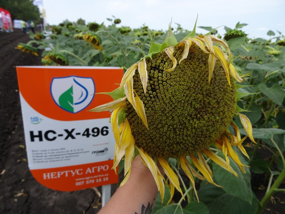 Семена подсолнечника Нертус Агро 4сх6009