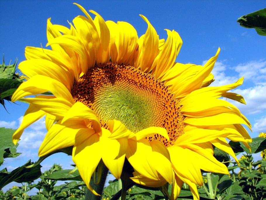 Venti Sunflower