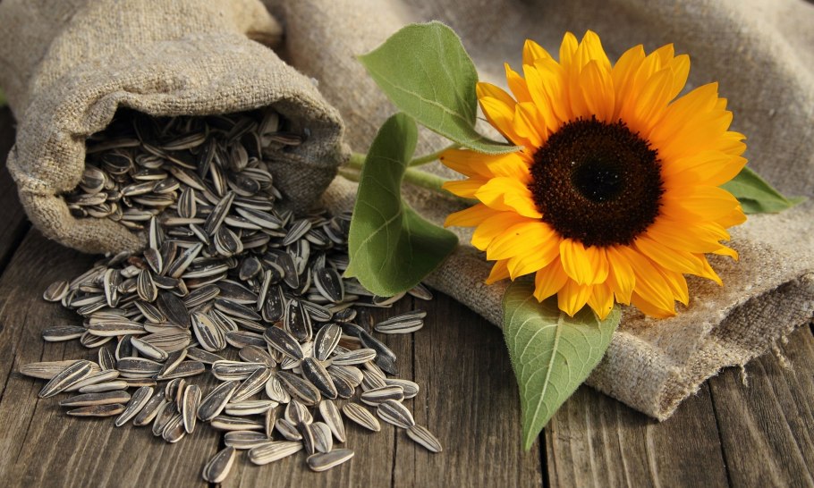 Helianthus annuus (Sunflower) Seed Oil