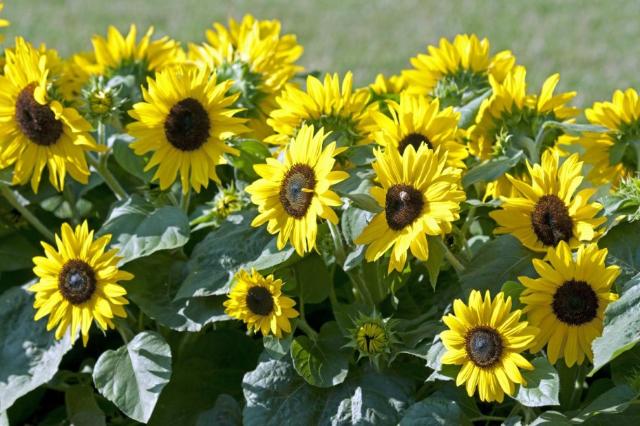 Helianthus annuus