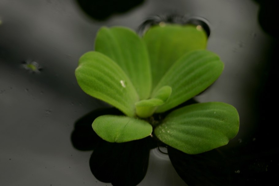 Пистия в горшке