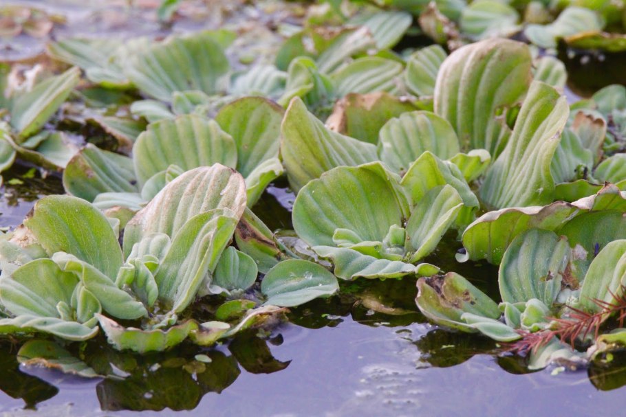 Пистия конденсат
