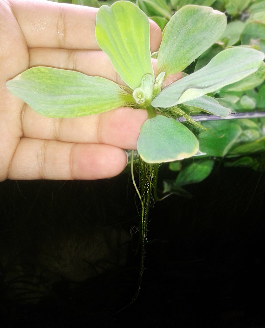 Ряска и пистия