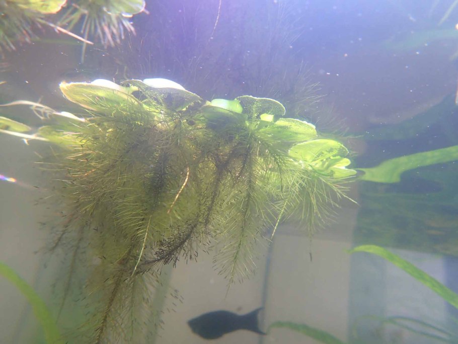 Пистия, водяной салат, или водяная роза