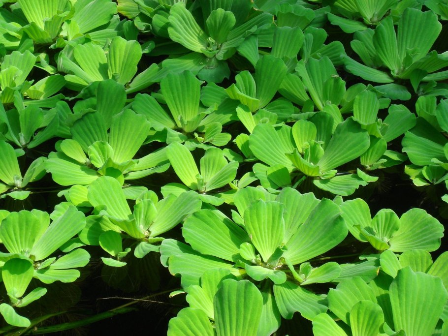 Pistia rozetkowa