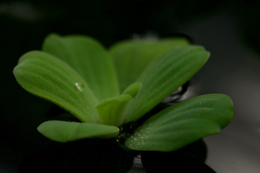 Аквариумная капуста пистия