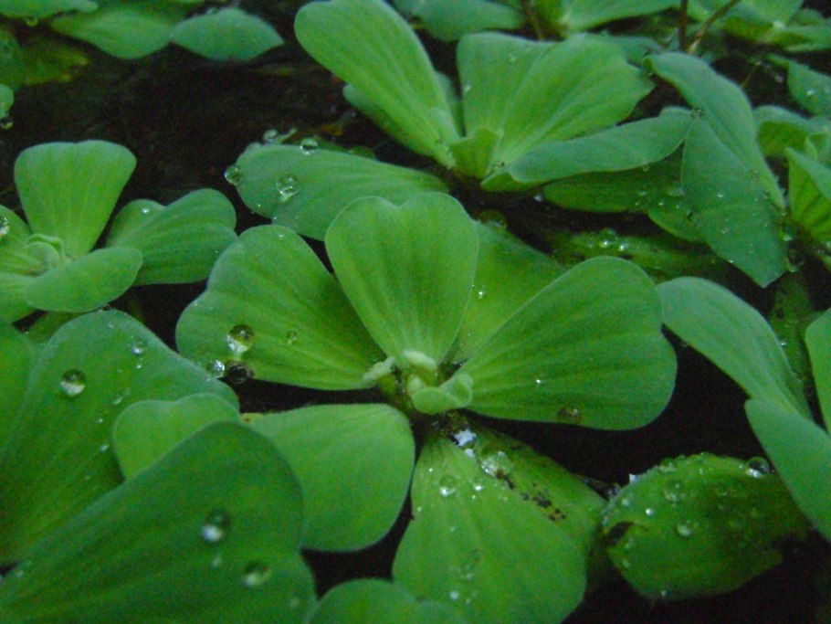 Водное растение пистия