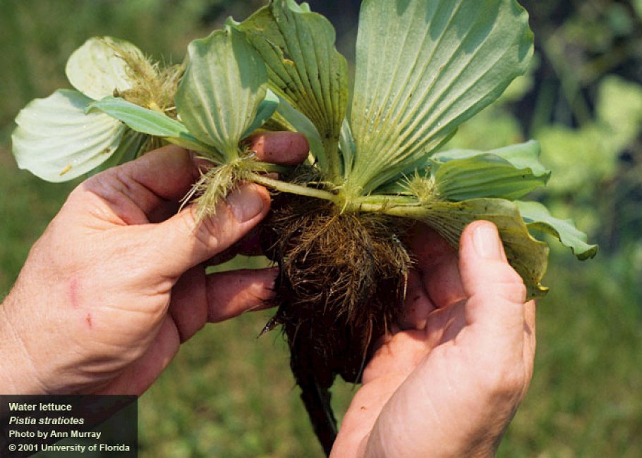 Пистия голубая