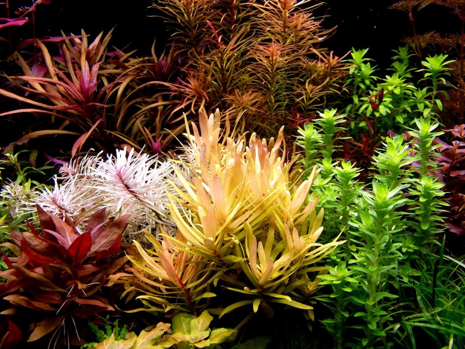 Аммания изящная (Ammannia gracilis)