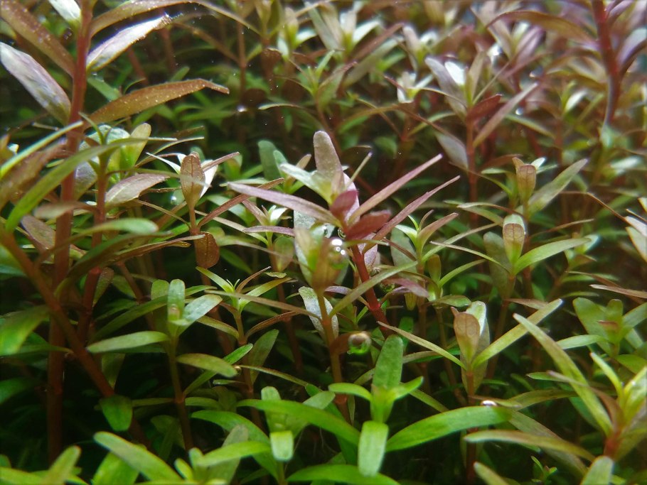 Ротала Индика Rotala Indica