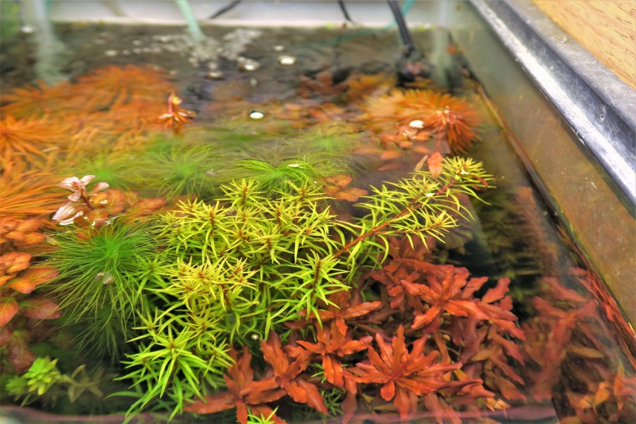 Аммания Грацилис (Ammannia gracilis)