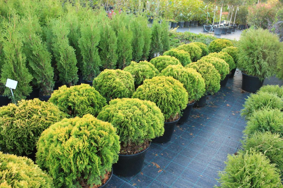 Ива Курниковская