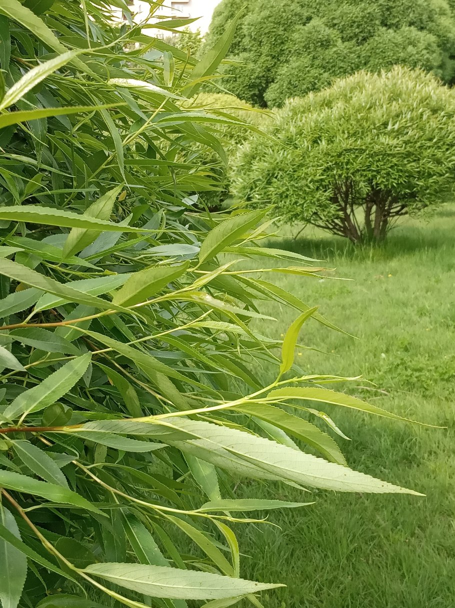 Ива шаровидный карлик