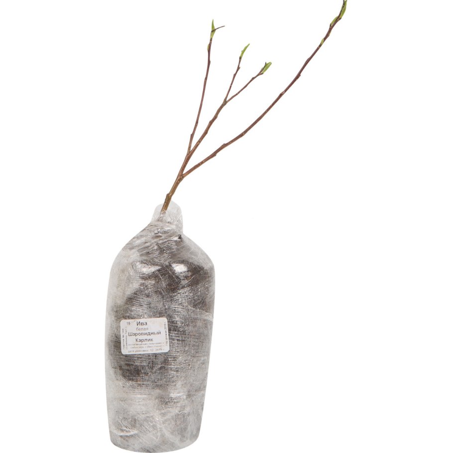 Ива ломкая Булата