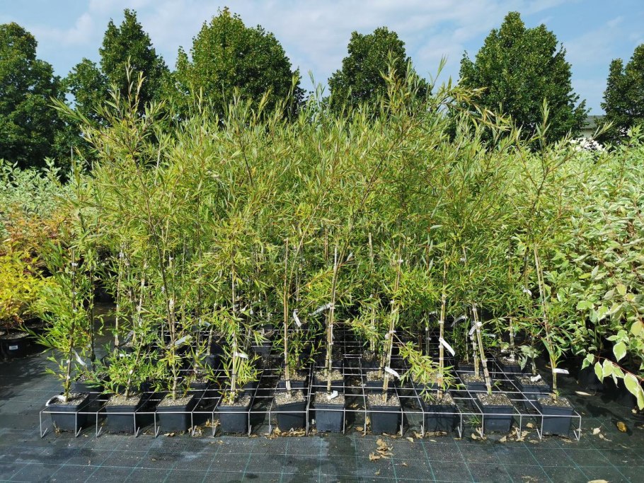 Ива Хакуро-пурпурная Нана