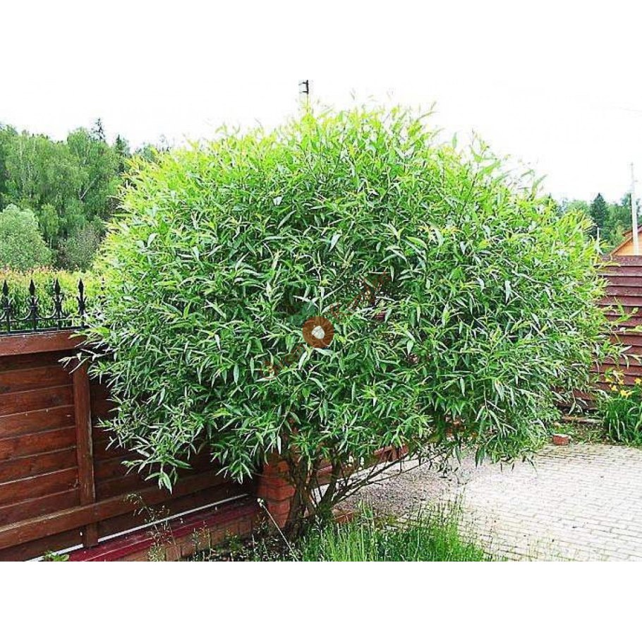 Ива ломкая шаровидная