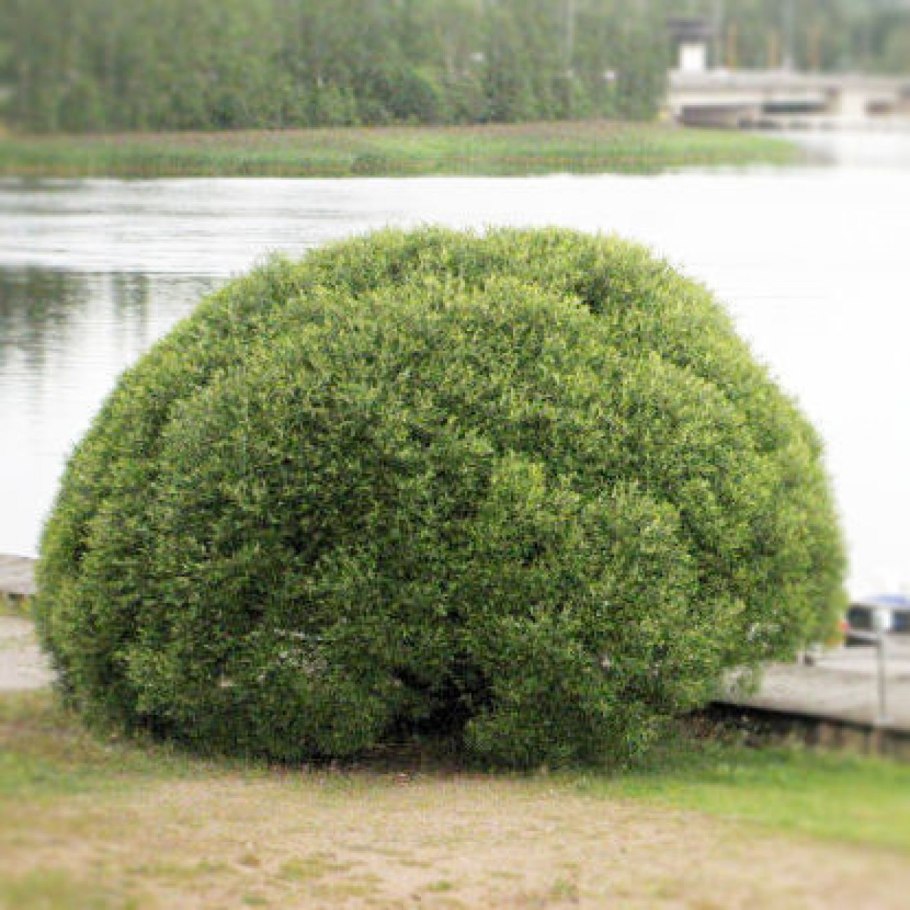 Ива ломкая шаровидная Булата