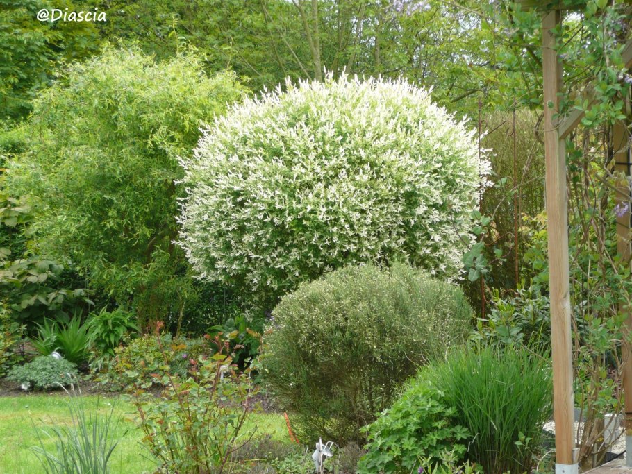 Ива Булата шаровидная