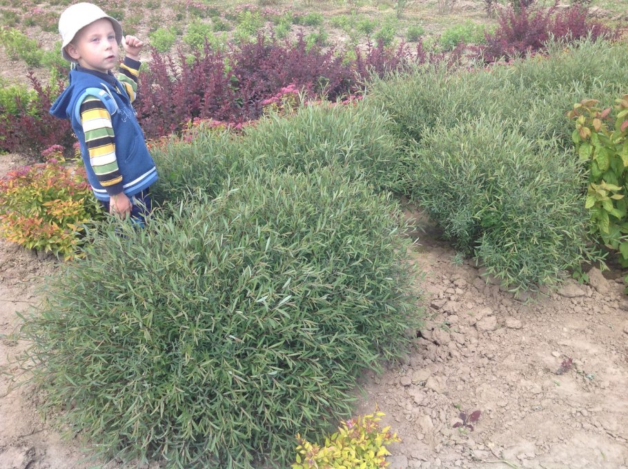 Ива ломкая bullata