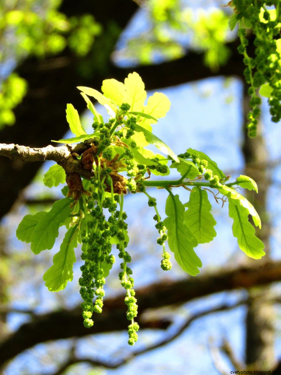Дерево с желудями но не дуб