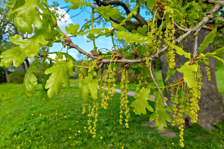 Quercus Robur цветение