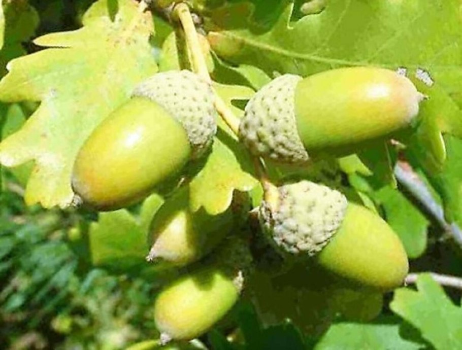 Дуб красный цветет