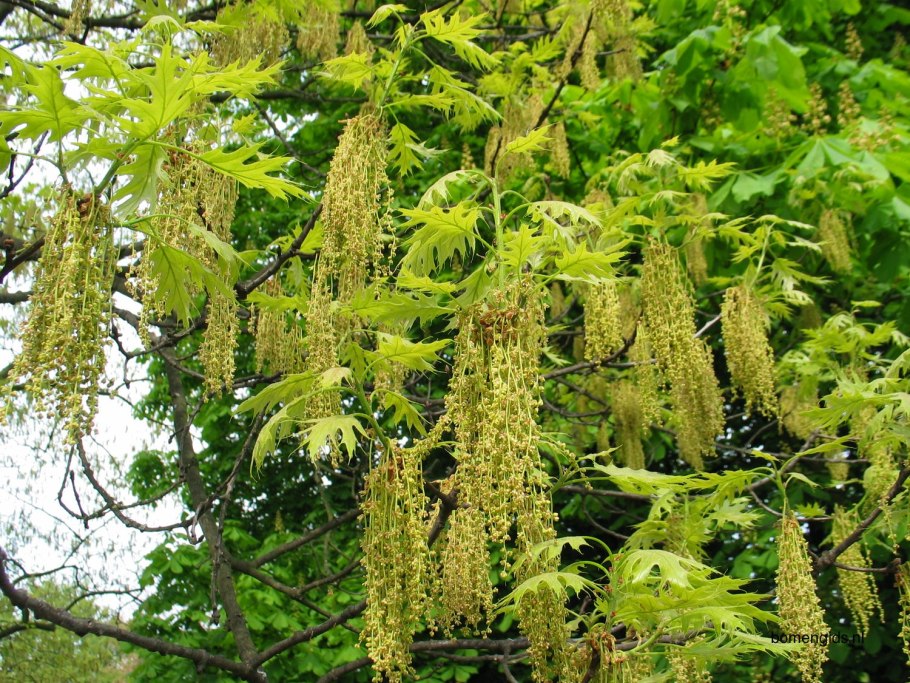 Росток дуба