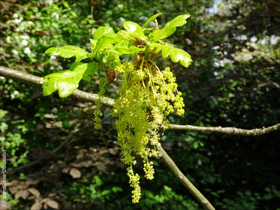 Дуб черешчатый цветки