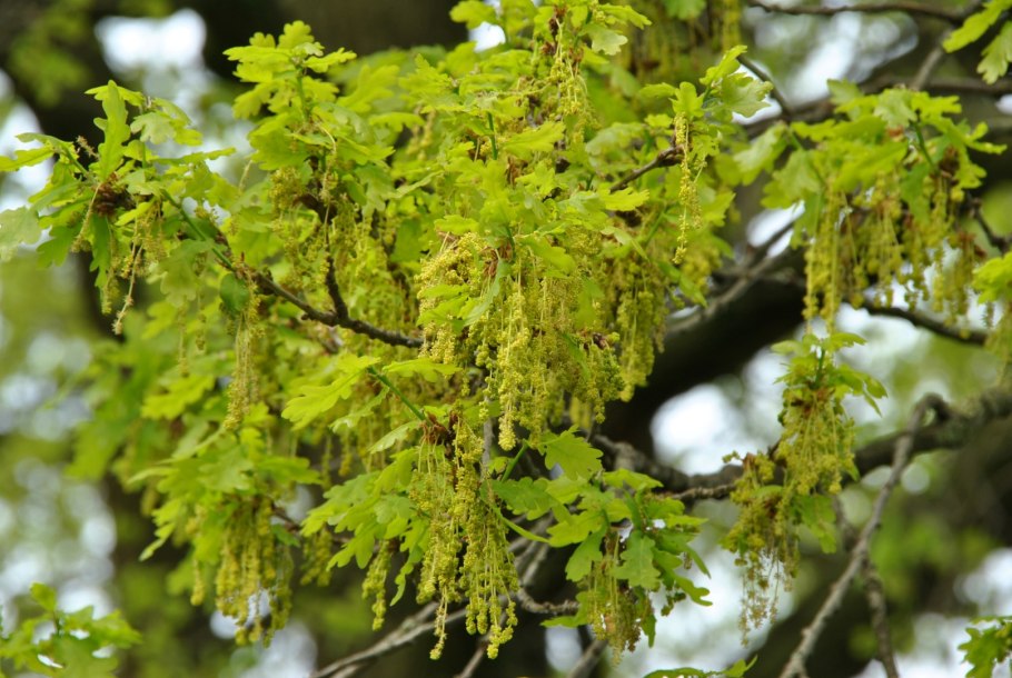 Цветение дуб Oak - Red