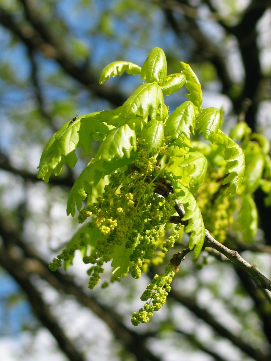 Quercus Robur цветение