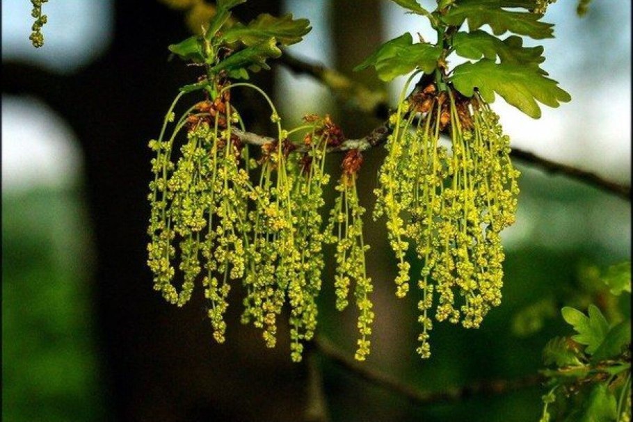 Дуб англи́йский листья