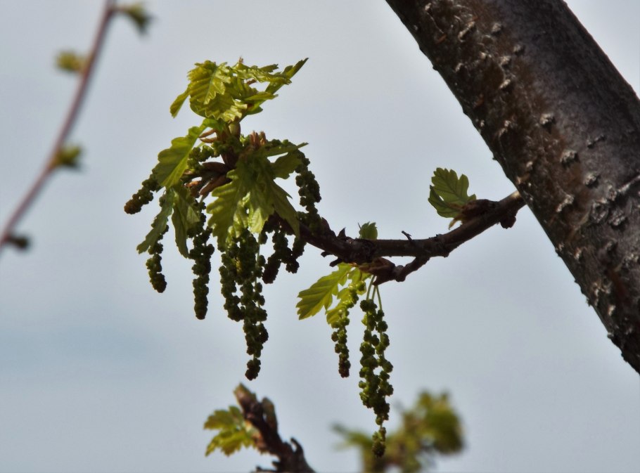 Дуб черешчатый цветение