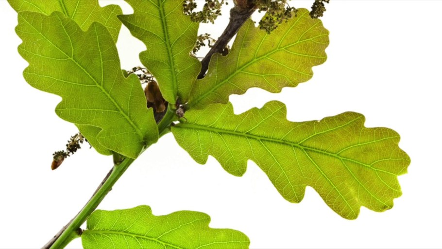 Дуб черешчатый (Quercus Robur)