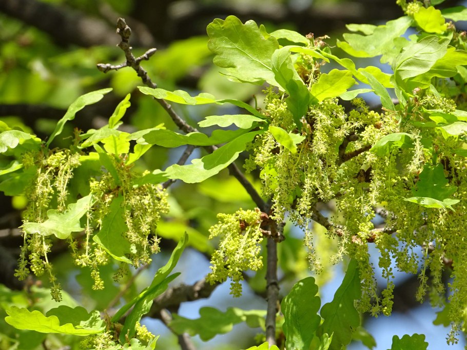 Соцветие дуба черешчатого