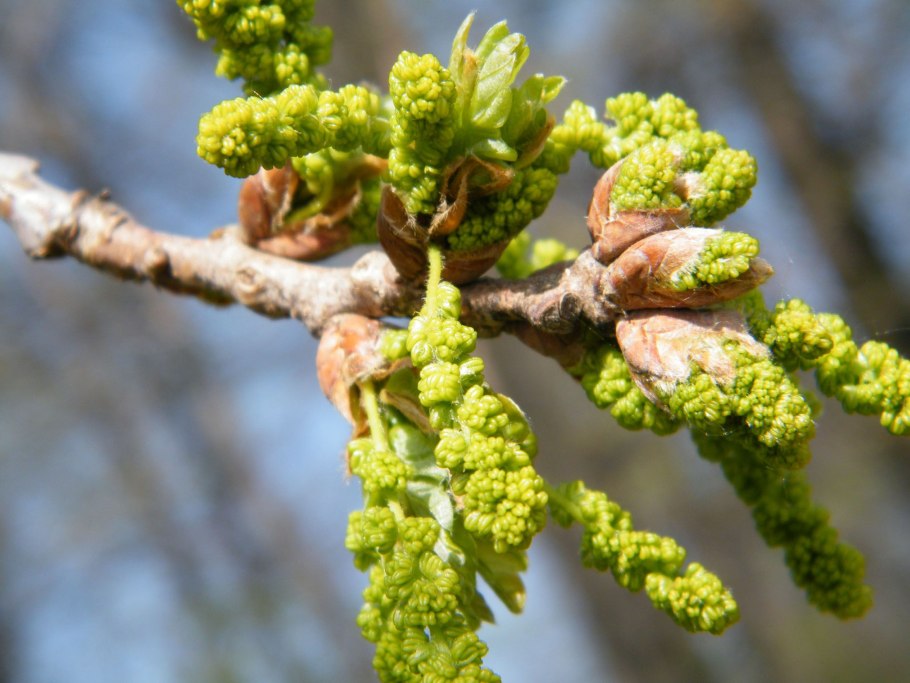 Цветет ди дуб