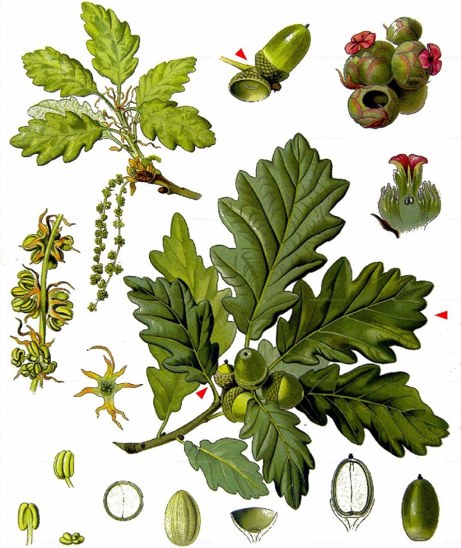 Дуб черешчатый (Quercus Robur)