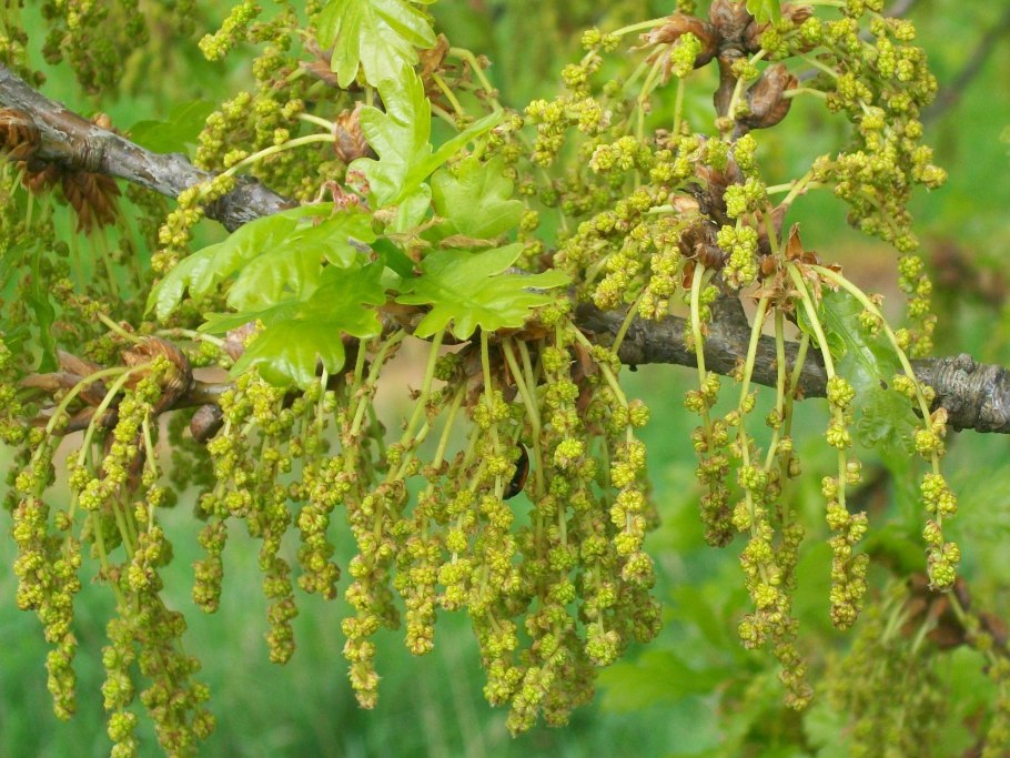 Цветение дуба