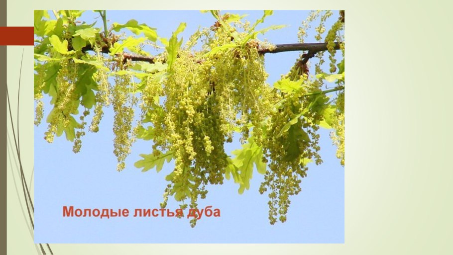 Весенние ветки дуба