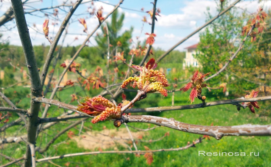 Quercus Robur рисунок