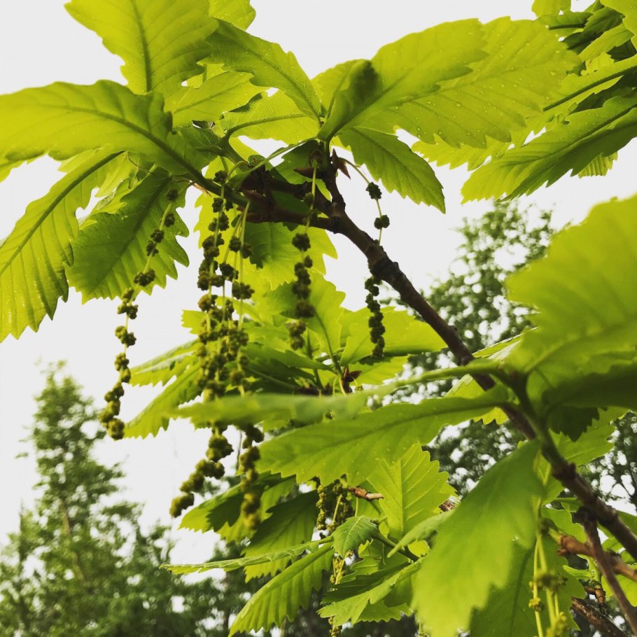 Neuroterus Quercus-baccarum